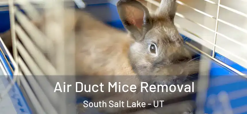  Air Duct Mice Removal South Salt Lake - UT